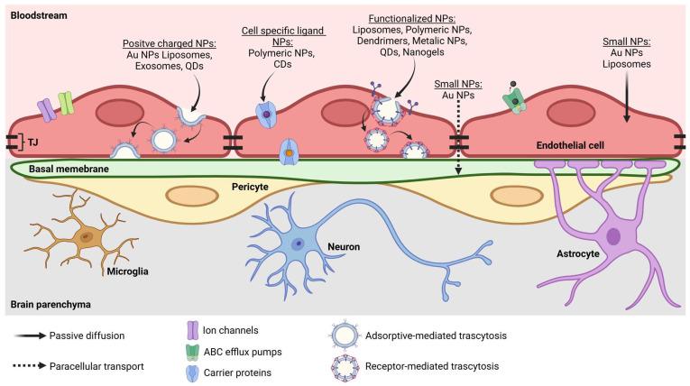 https://cdn.ncbi.nlm.nih.gov/pmc/blobs/9c6c/11945272/943eca8654ed/pharmaceutics-17-00281-g002.jpg