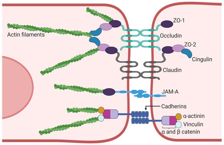 https://cdn.ncbi.nlm.nih.gov/pmc/blobs/9c6c/11945272/9c1d419ba6b3/pharmaceutics-17-00281-g004.jpg