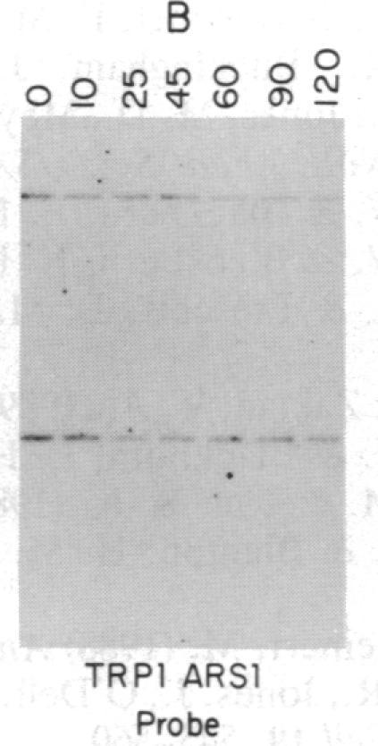 https://cdn.ncbi.nlm.nih.gov/pmc/blobs/9c6d/297813/aff3a611da40/pnas00283-0240-b.jpg