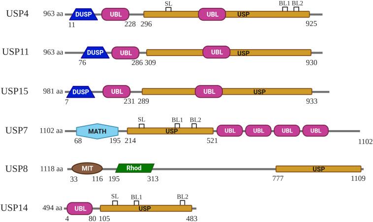 https://cdn.ncbi.nlm.nih.gov/pmc/blobs/9c6d/7935551/1782133f8a52/fcell-09-595159-g001.jpg