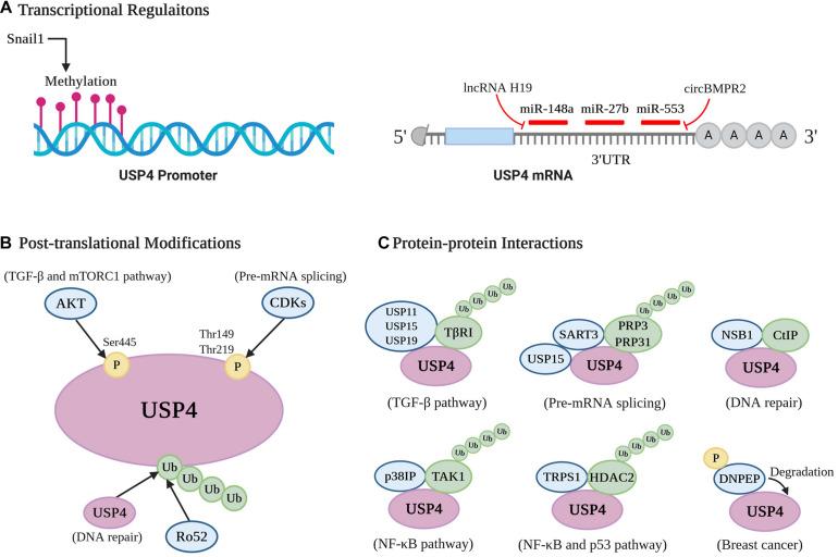 https://cdn.ncbi.nlm.nih.gov/pmc/blobs/9c6d/7935551/8995d3c249de/fcell-09-595159-g004.jpg