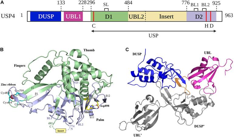 https://cdn.ncbi.nlm.nih.gov/pmc/blobs/9c6d/7935551/d0fcd3e55993/fcell-09-595159-g002.jpg