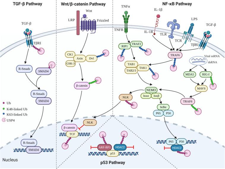 https://cdn.ncbi.nlm.nih.gov/pmc/blobs/9c6d/7935551/e1f7cc6ad230/fcell-09-595159-g003.jpg