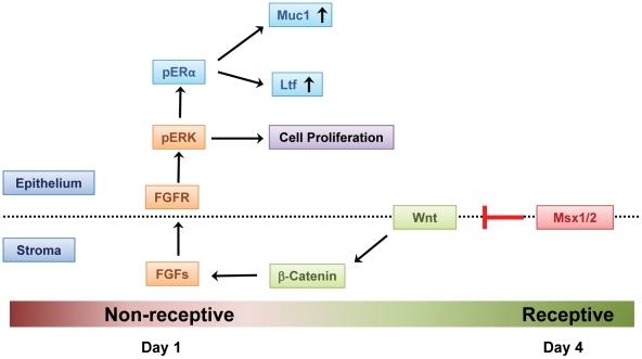 https://cdn.ncbi.nlm.nih.gov/pmc/blobs/9c6f/3285581/248a97ab5336/pgen.1002500.g007.jpg