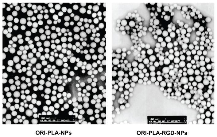 https://cdn.ncbi.nlm.nih.gov/pmc/blobs/9c70/3263413/b0bd3d394840/ijn-7-211f2.jpg