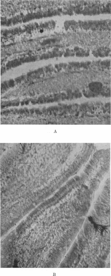 https://cdn.ncbi.nlm.nih.gov/pmc/blobs/9c71/1393405/ae2c7fc49e99/jphysiol01507-0055-a.jpg