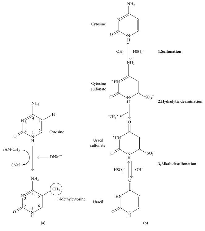https://cdn.ncbi.nlm.nih.gov/pmc/blobs/9c71/5376429/b3d6f5d0f450/BMRI2017-1609575.001.jpg