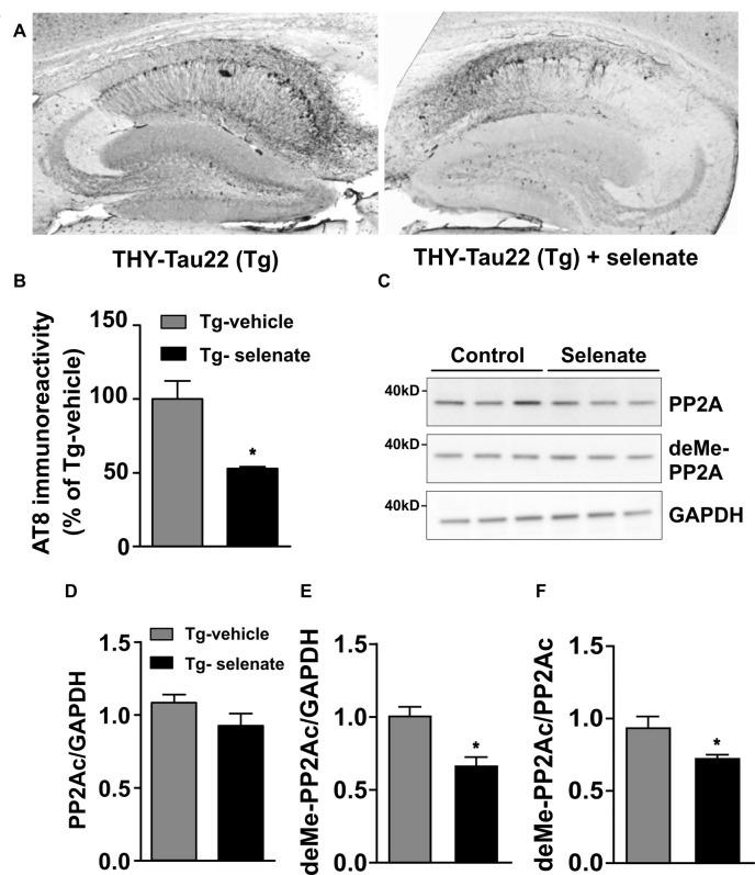 https://cdn.ncbi.nlm.nih.gov/pmc/blobs/9c75/7578417/2fe0926cff2a/fnmol-13-570223-g0006.jpg