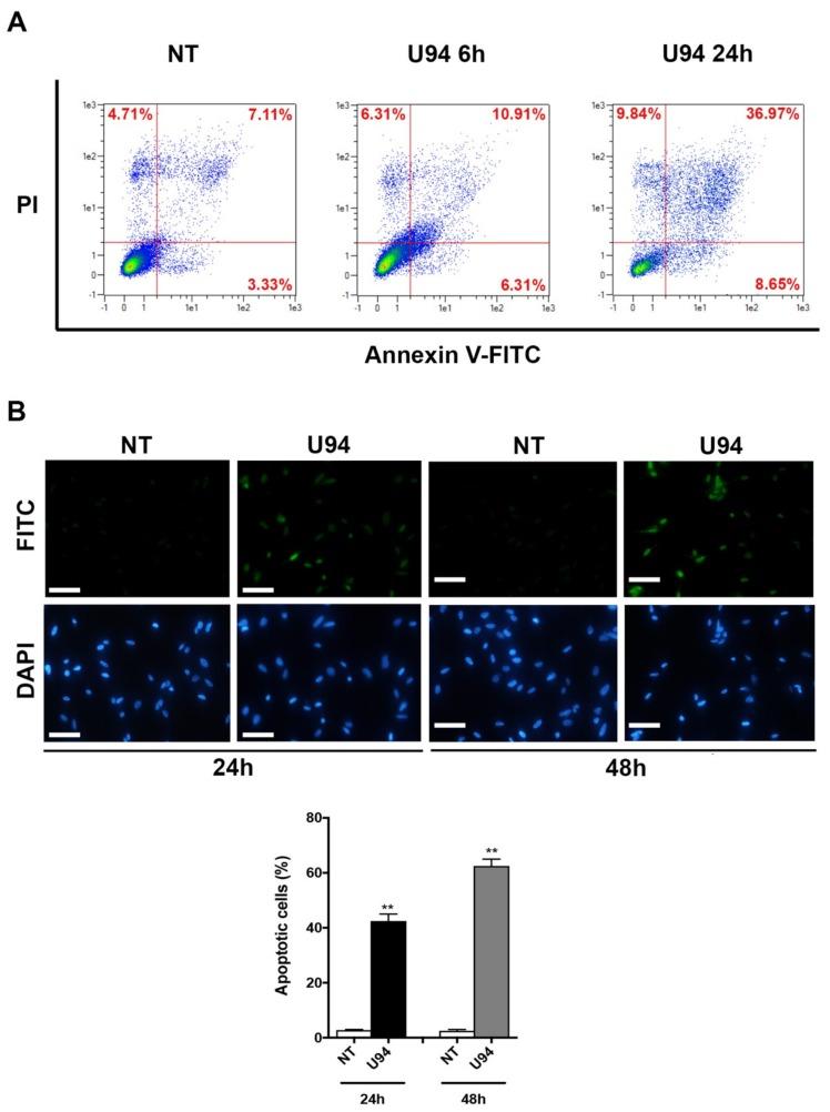 https://cdn.ncbi.nlm.nih.gov/pmc/blobs/9c76/6679437/4fa2041313ad/cancers-11-01006-g004.jpg