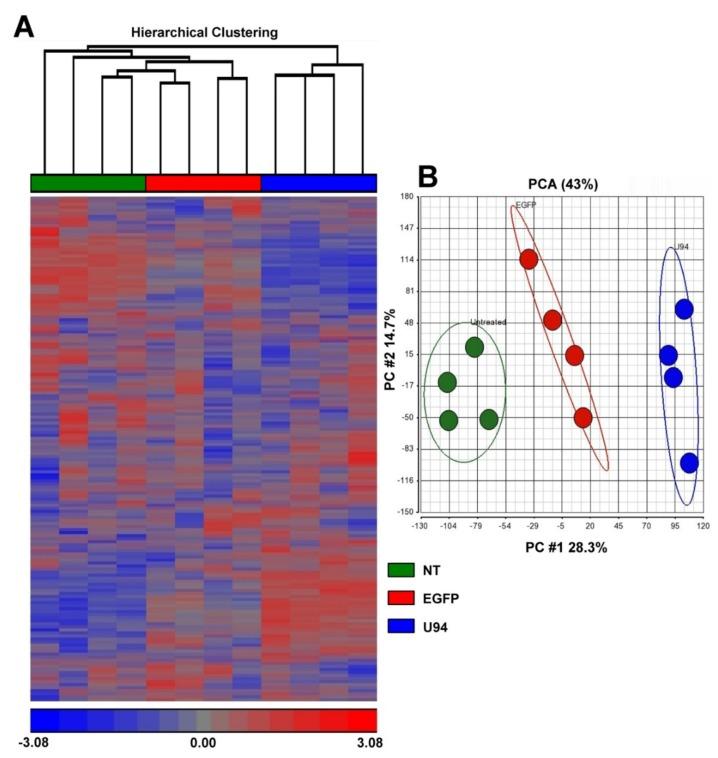 https://cdn.ncbi.nlm.nih.gov/pmc/blobs/9c76/6679437/5941e0c6f74d/cancers-11-01006-g001.jpg
