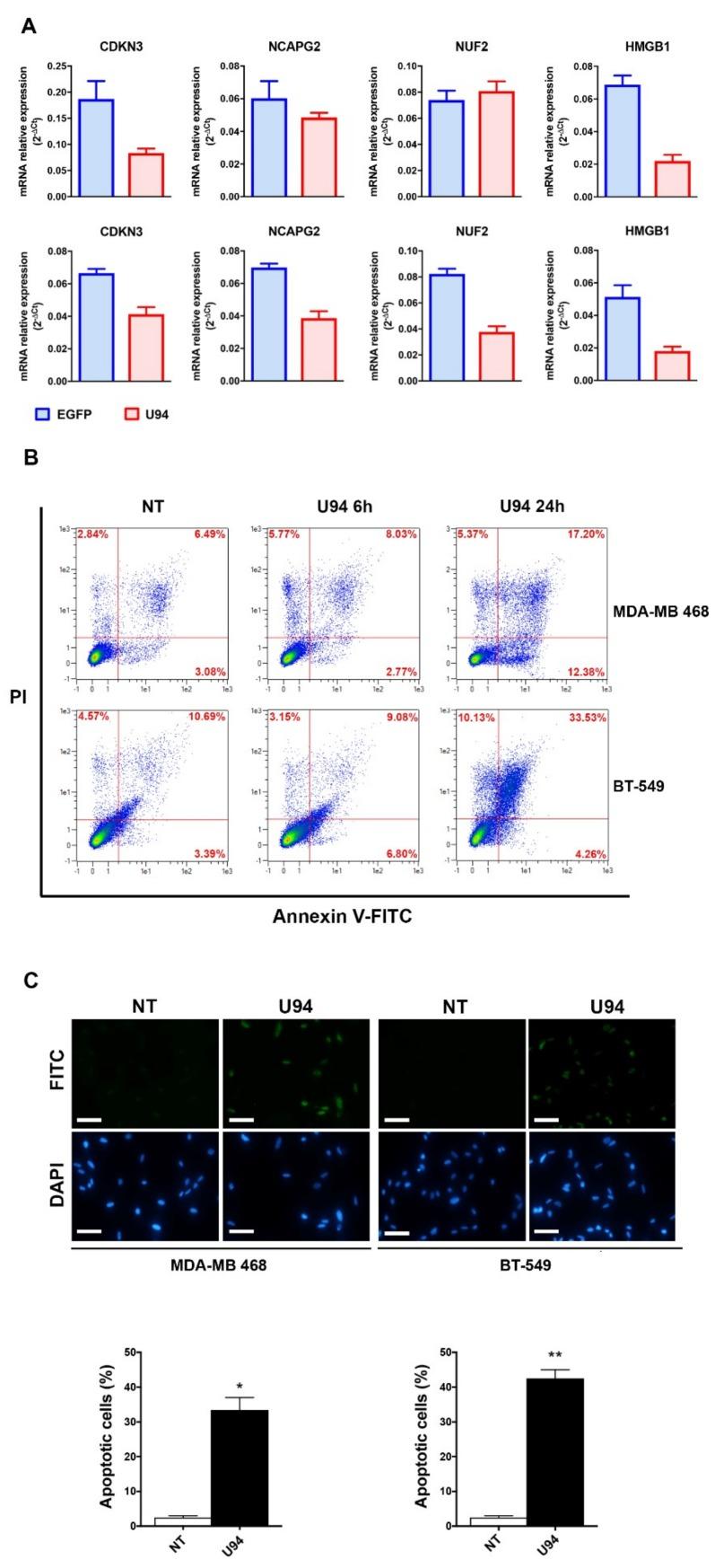 https://cdn.ncbi.nlm.nih.gov/pmc/blobs/9c76/6679437/727dcbf515a4/cancers-11-01006-g009.jpg