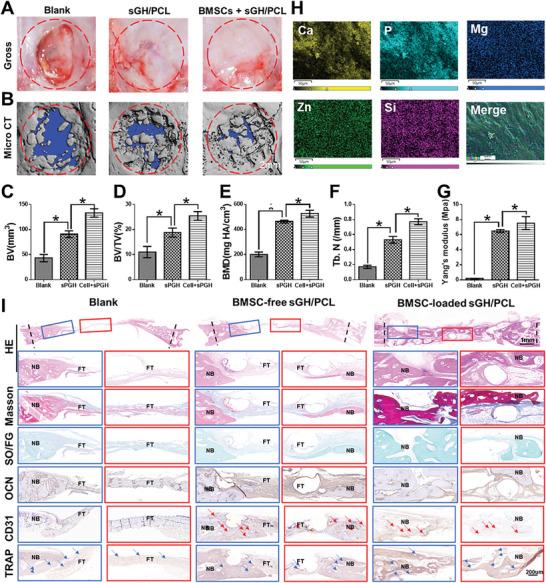 https://cdn.ncbi.nlm.nih.gov/pmc/blobs/9c7a/10916654/86b0a366e340/ADVS-11-2305580-g008.jpg