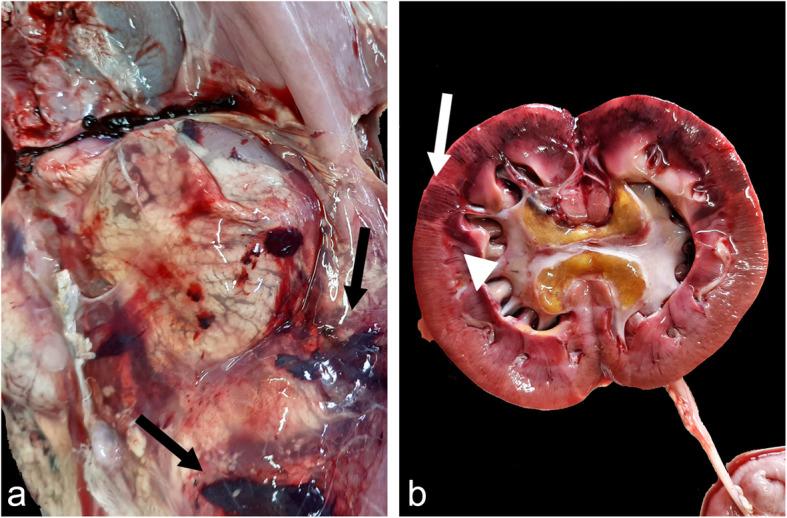https://cdn.ncbi.nlm.nih.gov/pmc/blobs/9c7b/7992354/4ad567f0d248/12917_2021_2840_Fig1_HTML.jpg