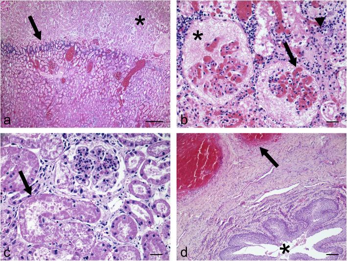 https://cdn.ncbi.nlm.nih.gov/pmc/blobs/9c7b/7992354/cb5e2799c200/12917_2021_2840_Fig2_HTML.jpg