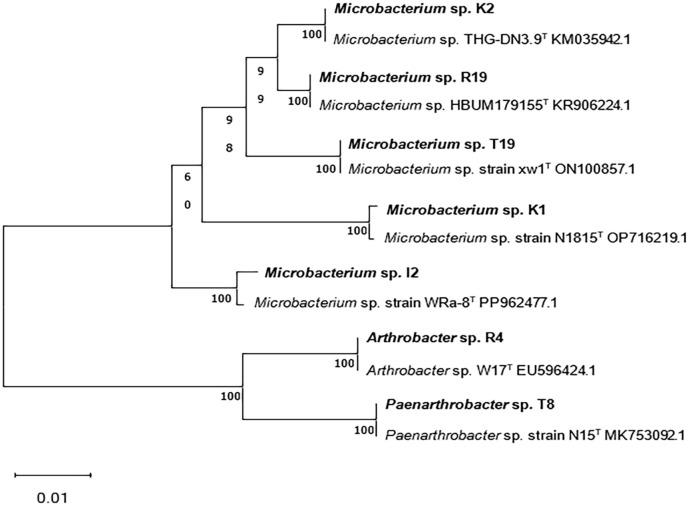 https://cdn.ncbi.nlm.nih.gov/pmc/blobs/9c7e/12406708/c263b859ef84/fpls-16-1595554-g001.jpg
