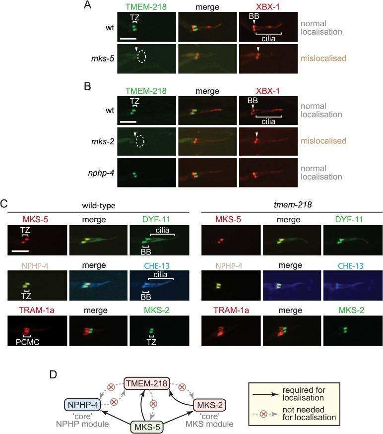 https://cdn.ncbi.nlm.nih.gov/pmc/blobs/9c7e/4794247/dfd05346b2a7/pbio.1002416.g002.jpg