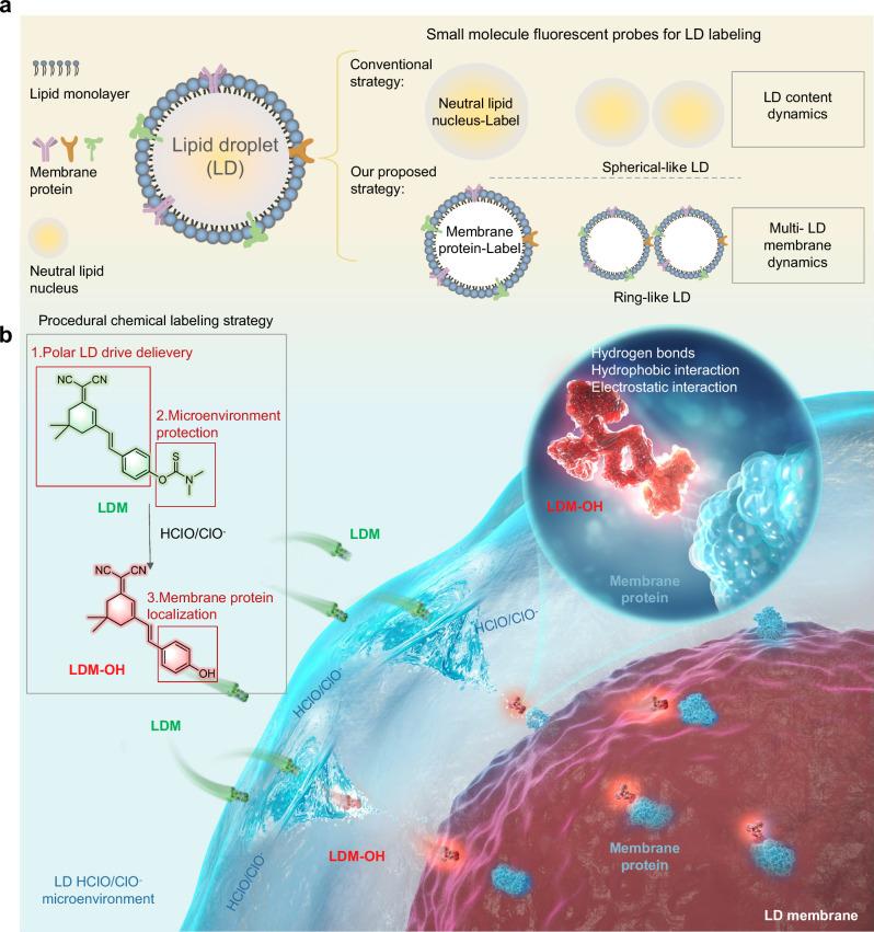 https://cdn.ncbi.nlm.nih.gov/pmc/blobs/9c7f/11528070/a06d480a474f/41467_2024_53667_Fig1_HTML.jpg