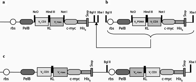 https://cdn.ncbi.nlm.nih.gov/pmc/blobs/9c81/11030100/8addde322673/262_2007_348_Fig1_HTML.jpg