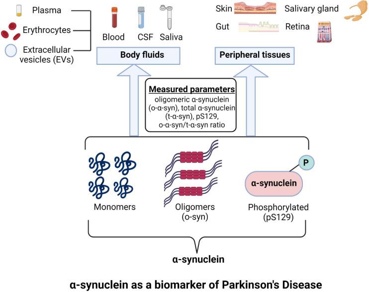 https://cdn.ncbi.nlm.nih.gov/pmc/blobs/9c86/8298029/5a12d565adba/fnagi-13-702639-g001.jpg