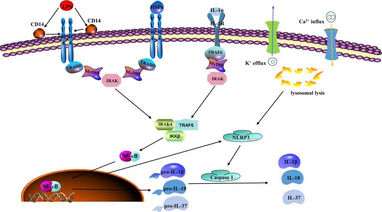 https://cdn.ncbi.nlm.nih.gov/pmc/blobs/9c86/9871625/75c75cdb0f9b/fimmu-13-1098725-g001.jpg