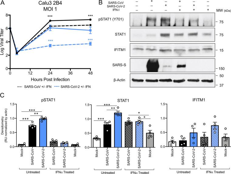 https://cdn.ncbi.nlm.nih.gov/pmc/blobs/9c87/7654262/ace20d37a902/JVI.01410-20-f0002.jpg