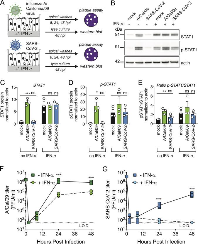 https://cdn.ncbi.nlm.nih.gov/pmc/blobs/9c87/7654262/bf7cc3c4b192/JVI.01410-20-f0003.jpg