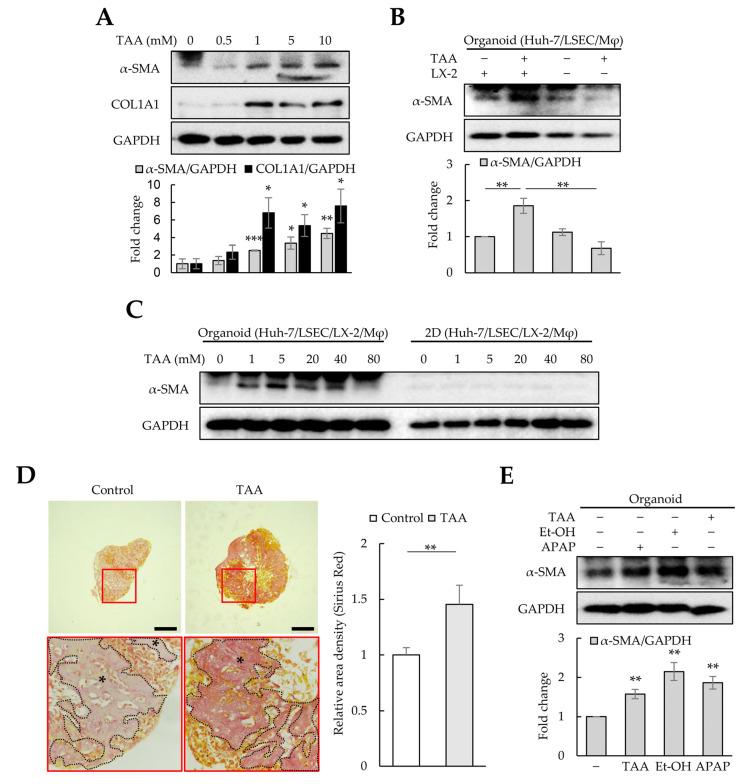 https://cdn.ncbi.nlm.nih.gov/pmc/blobs/9c88/10647544/c14c91b017b9/cells-12-02514-g004.jpg