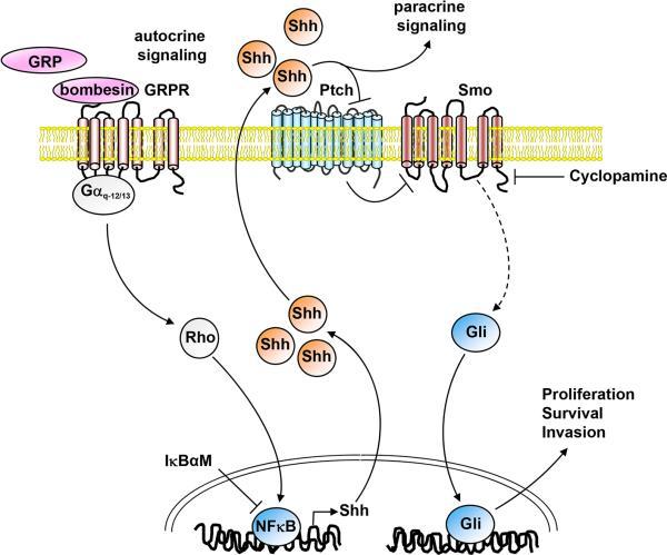 https://cdn.ncbi.nlm.nih.gov/pmc/blobs/9c8b/4539617/9ed5c5982408/nihms-575627-f0008.jpg