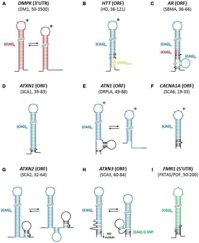 https://cdn.ncbi.nlm.nih.gov/pmc/blobs/9c8d/5387085/a2fa261b0b67/fncel-11-00097-g0002.jpg