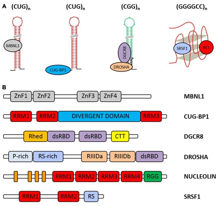https://cdn.ncbi.nlm.nih.gov/pmc/blobs/9c8d/5387085/c5ce955a5dc2/fncel-11-00097-g0005.jpg