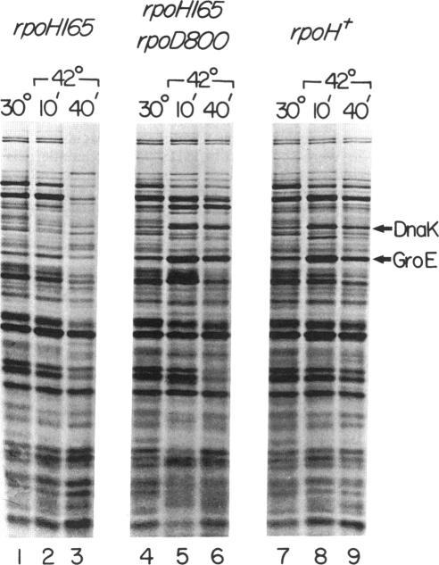 https://cdn.ncbi.nlm.nih.gov/pmc/blobs/9c91/207402/0d549efe26c1/jbacter00088-0070-a.jpg