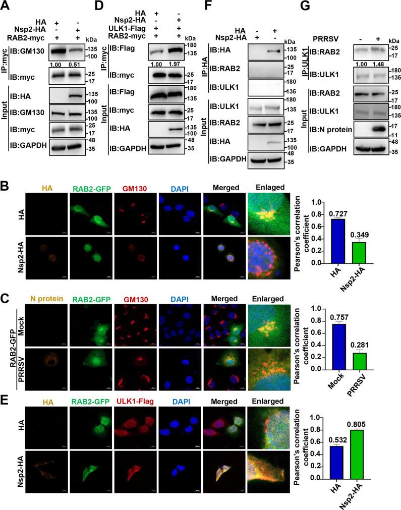 https://cdn.ncbi.nlm.nih.gov/pmc/blobs/9c92/10878038/0d0f49015b20/jvi.01842-23.f008.jpg