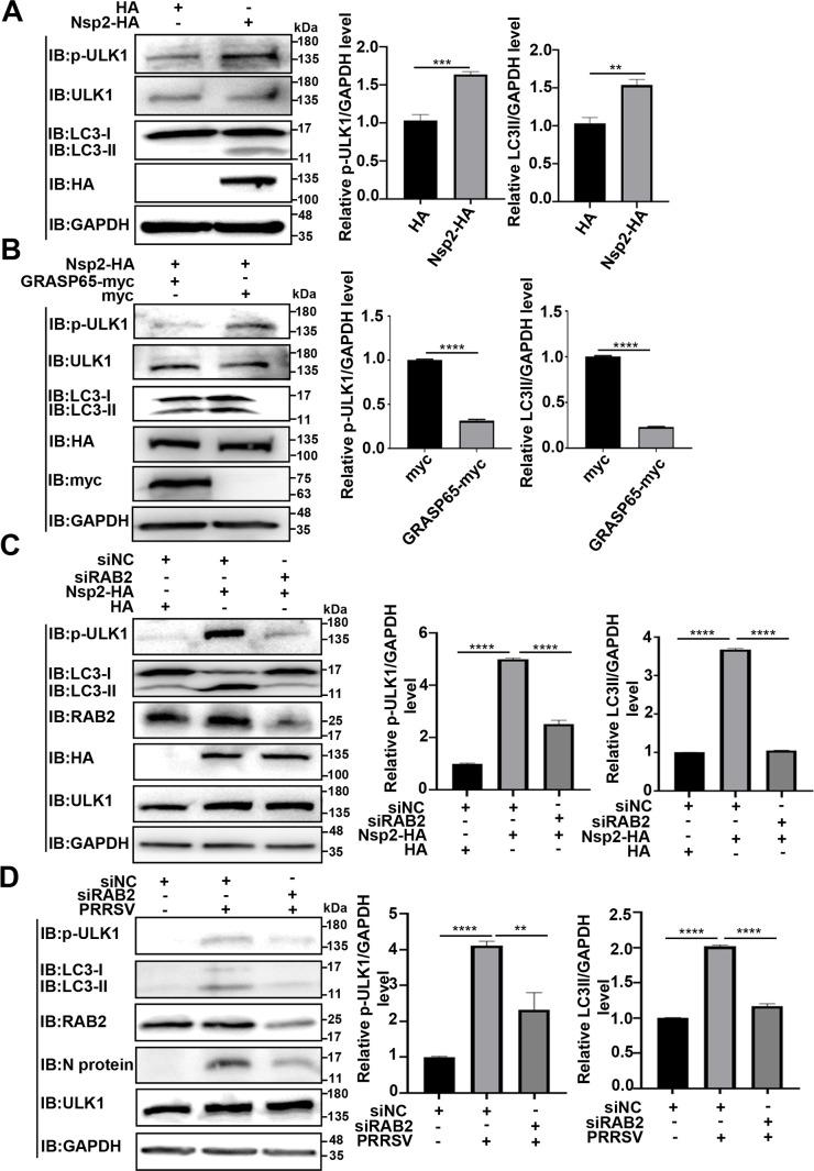 https://cdn.ncbi.nlm.nih.gov/pmc/blobs/9c92/10878038/58976b9055fd/jvi.01842-23.f009.jpg