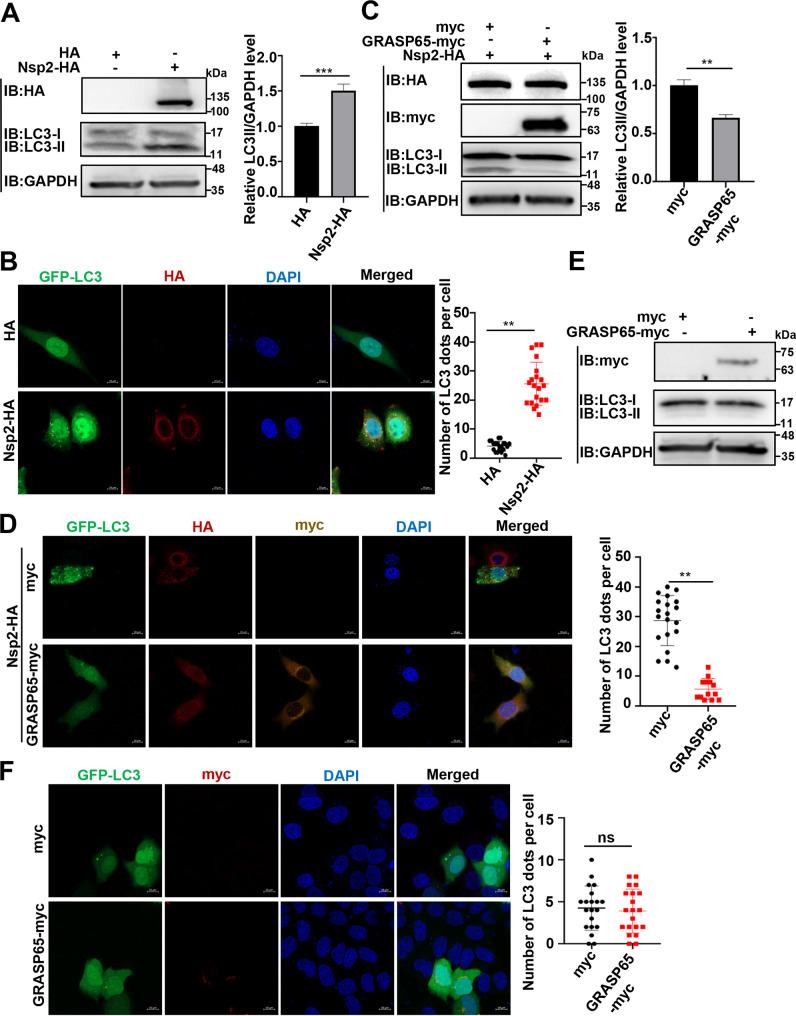 https://cdn.ncbi.nlm.nih.gov/pmc/blobs/9c92/10878038/8652860cfa40/jvi.01842-23.f007.jpg