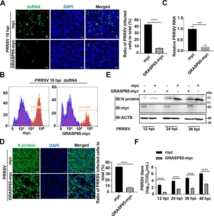 https://cdn.ncbi.nlm.nih.gov/pmc/blobs/9c92/10878038/9921ff207e31/jvi.01842-23.f010.jpg