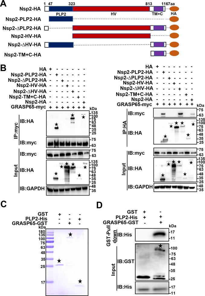 https://cdn.ncbi.nlm.nih.gov/pmc/blobs/9c92/10878038/a5bea0369a48/jvi.01842-23.f004.jpg