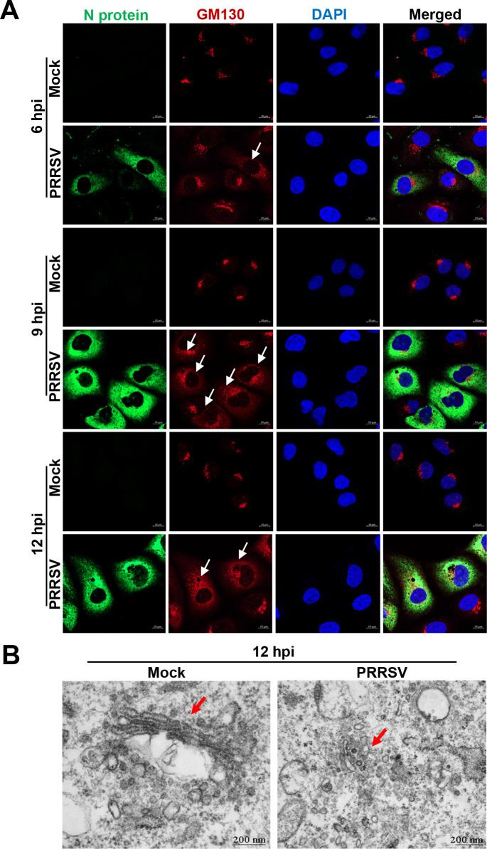 https://cdn.ncbi.nlm.nih.gov/pmc/blobs/9c92/10878038/c06c73f5e4bb/jvi.01842-23.f001.jpg