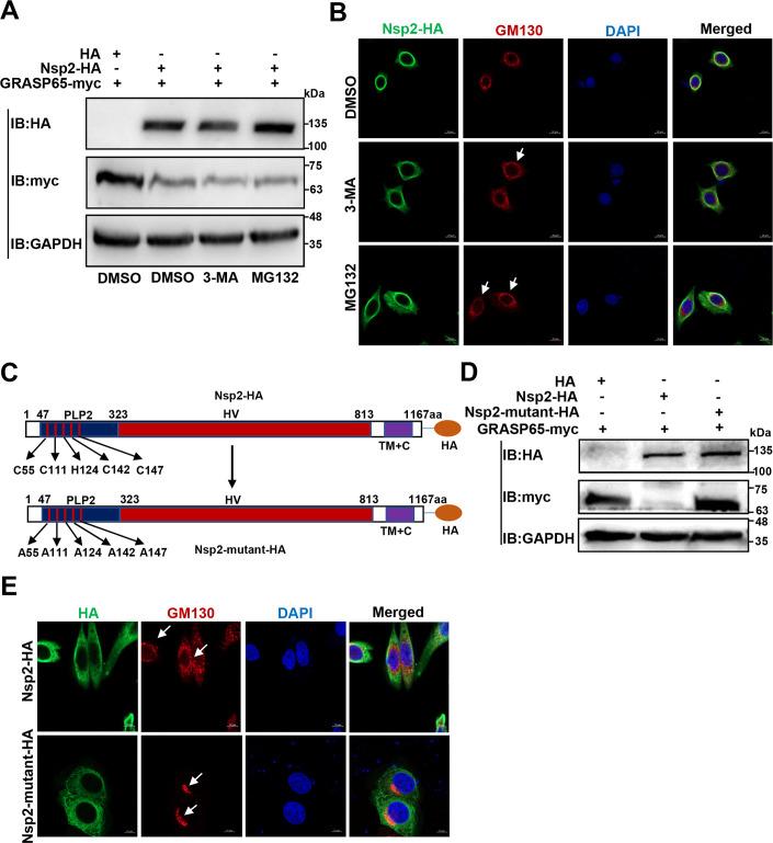 https://cdn.ncbi.nlm.nih.gov/pmc/blobs/9c92/10878038/dc39dc11d3db/jvi.01842-23.f006.jpg