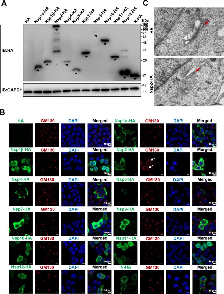 https://cdn.ncbi.nlm.nih.gov/pmc/blobs/9c92/10878038/dea1bb692ed1/jvi.01842-23.f002.jpg