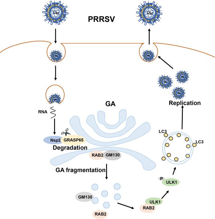 https://cdn.ncbi.nlm.nih.gov/pmc/blobs/9c92/10878038/f17e974db67d/jvi.01842-23.f011.jpg