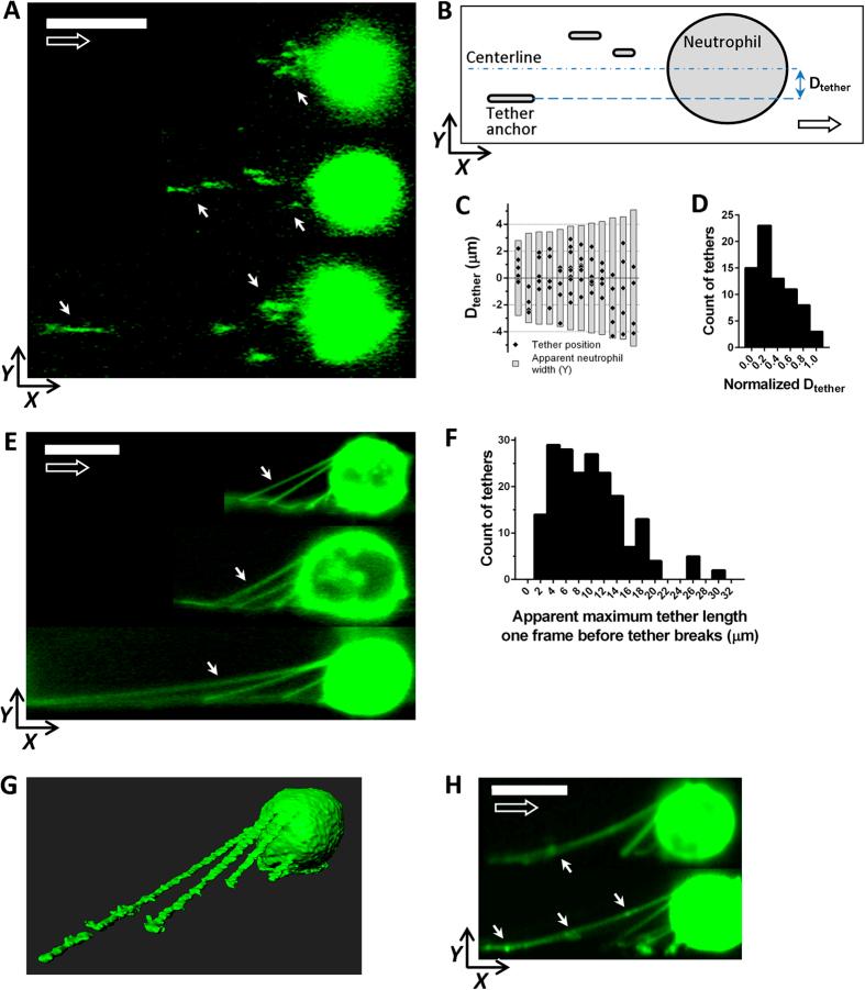 https://cdn.ncbi.nlm.nih.gov/pmc/blobs/9c93/4928115/9bc8f7515974/srep28870-f2.jpg