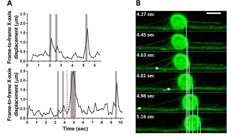 https://cdn.ncbi.nlm.nih.gov/pmc/blobs/9c93/4928115/b5e3fdfbcce0/srep28870-f3.jpg