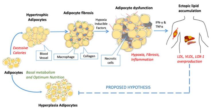 https://cdn.ncbi.nlm.nih.gov/pmc/blobs/9c94/7291143/263174fd5445/cells-09-01145-g004.jpg