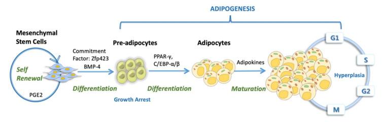 https://cdn.ncbi.nlm.nih.gov/pmc/blobs/9c94/7291143/78966b159546/cells-09-01145-g003.jpg
