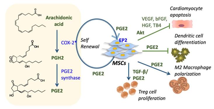 https://cdn.ncbi.nlm.nih.gov/pmc/blobs/9c94/7291143/ff2617b4d1f5/cells-09-01145-g002.jpg
