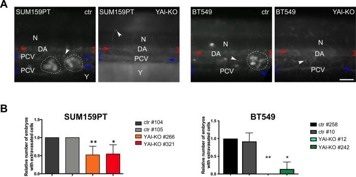 https://cdn.ncbi.nlm.nih.gov/pmc/blobs/9c98/9883497/b2de8cbb2146/41419_2023_5591_Fig2_HTML.jpg