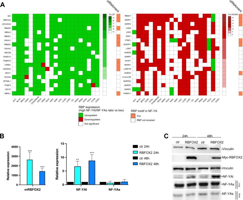 https://cdn.ncbi.nlm.nih.gov/pmc/blobs/9c98/9883497/fd8d05e40cc1/41419_2023_5591_Fig8_HTML.jpg