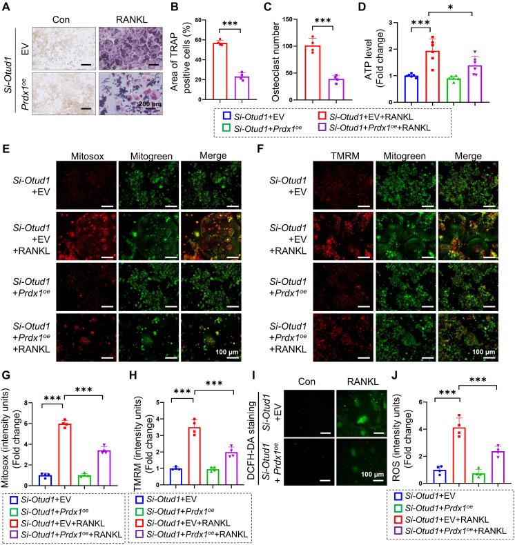 https://cdn.ncbi.nlm.nih.gov/pmc/blobs/9c9c/12203675/628cd5b6ab3a/thnov15p6719g007.jpg
