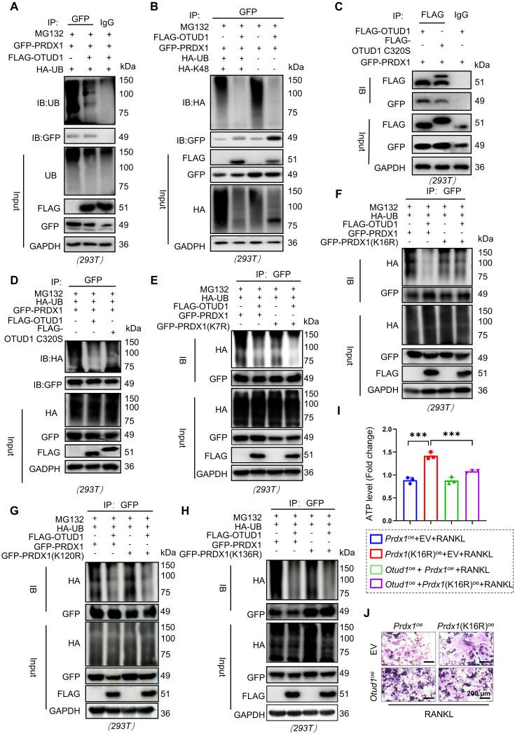 https://cdn.ncbi.nlm.nih.gov/pmc/blobs/9c9c/12203675/d7d41bf4a561/thnov15p6719g005.jpg