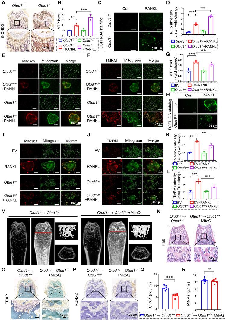 https://cdn.ncbi.nlm.nih.gov/pmc/blobs/9c9c/12203675/ebbe63343e59/thnov15p6719g006.jpg